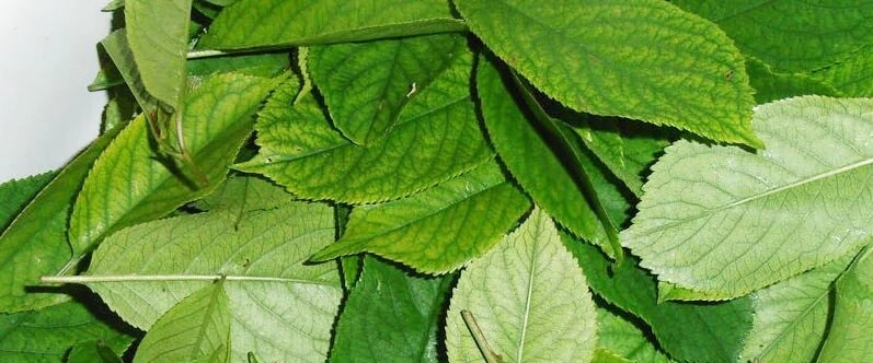 Лечение гепатита народными средствами с помощью вишневых листьев